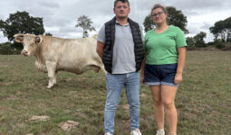 Un homme et une femme devant une cache Charolaise dans un champ