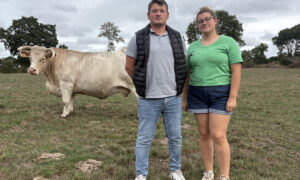 Un homme et une femme devant une cache Charolaise dans un champ