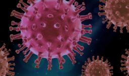 vue macro d'un virus