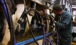 Un éleveur dans la fosse d'une salle de traite avec des vaches
