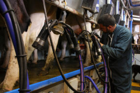 Un éleveur dans la fosse d'une salle de traite avec des vaches