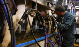 Un éleveur dans la fosse d'une salle de traite avec des vaches