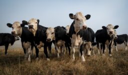 Des vaches dans un champ