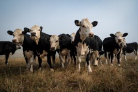 Des vaches dans un champ