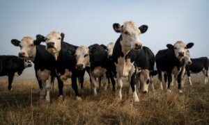 Des vaches dans un champ