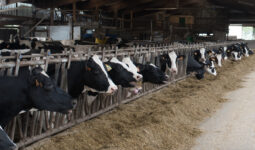 Des vaches de race Holstein à la table d'alimentation en train de consommer une ratin à base de maïs ensilage dans une étable