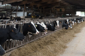 Des vaches de race Holstein à la table d'alimentation en train de consommer une ratin à base de maïs ensilage dans une étable