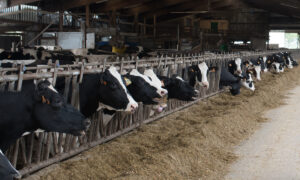 Des vaches de race Holstein à la table d'alimentation en train de consommer une ratin à base de maïs ensilage dans une étable