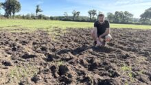 Un homme dans une parcelle agricole visitée par des sangliers