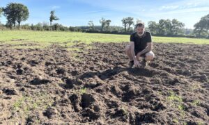 Un homme dans une parcelle agricole visitée par des sangliers