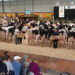 Un ring de concours bovin