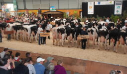 Un ring de concours bovin
