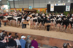 Un ring de concours bovin