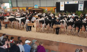 Un ring de concours bovin
