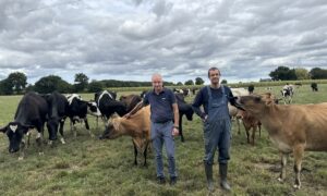 Deux éleveurs dans une prairie entourés de leurs vaches de races Holstein et Jersiaise