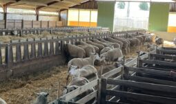 Brebis dans un bâtiment avicole réemmenagé en bergerie