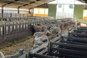 Brebis dans un bâtiment avicole réemmenagé en bergerie