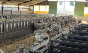 Brebis dans un bâtiment avicole réemmenagé en bergerie
