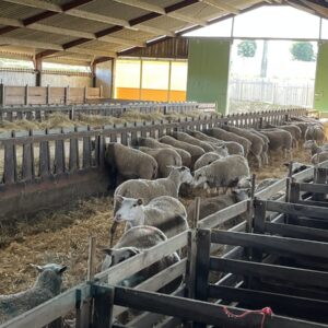 Brebis dans un bâtiment avicole réemmenagé en bergerie