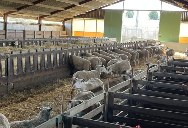 Brebis dans un bâtiment avicole réemmenagé en bergerie