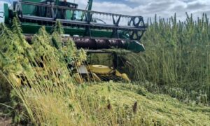 Une moissonneuse en train de récolter du chanvre