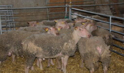 Des béliers Rouge de l'Ouest sur une aire paillée dans une bergerie