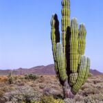 Un cactus dans le désert