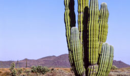 Un cactus dans le désert