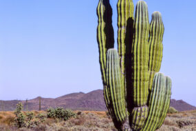 Un cactus dans le désert