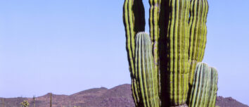 Un cactus dans le désert
