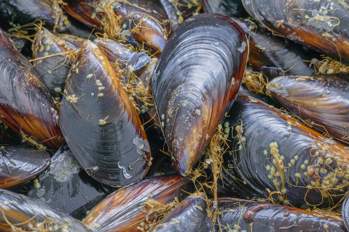 Les filaments des moules.