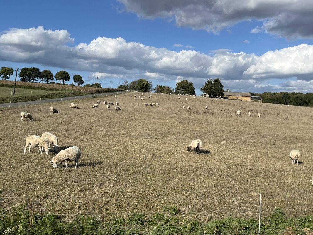 Lot des brebis agnelant au printemps au pâturage en ce début octobre.