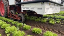 Une machine de désherbage avec lasers dans un champ de salades