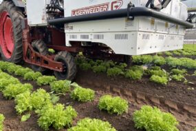 Une machine de désherbage avec lasers dans un champ de salades
