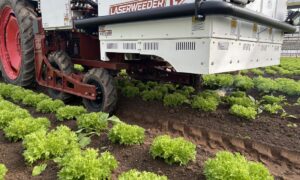Une machine de désherbage avec lasers dans un champ de salades