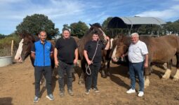 Quatre hommes avec des chevaux de race Trait Breton