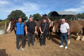 Quatre hommes avec des chevaux de race Trait Breton