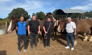 Quatre hommes avec des chevaux de race Trait Breton