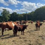 Des bovins de race Armoricaine dans une prairie à l'herbe sèche