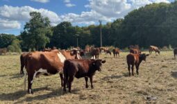 Des bovins de race Armoricaine dans une prairie à l'herbe sèche