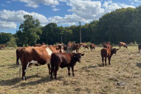 Des bovins de race Armoricaine dans une prairie à l'herbe sèche