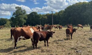 Des bovins de race Armoricaine dans une prairie à l'herbe sèche