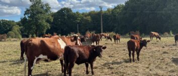Des bovins de race Armoricaine dans une prairie à l'herbe sèche