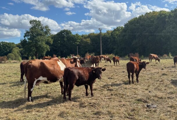 Des bovins de race Armoricaine dans une prairie à l'herbe sèche