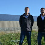 Deux hommes dans un champ d'artichaut