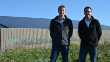 Deux hommes dans un champ d'artichaut
