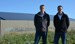 Deux hommes dans un champ d'artichaut