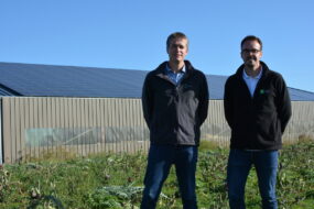 Deux hommes dans un champ d'artichaut