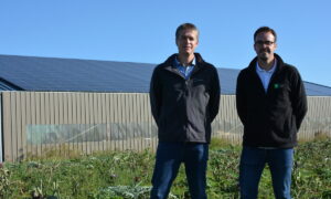 Deux hommes dans un champ d'artichaut