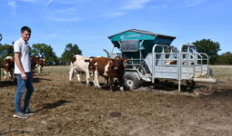 un éleveur dans un champ avec des vaches Rouges des prés en train de manger au distributeur automatique de concentré mobile (Dac)